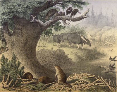 A scene in Northern Canada, the raccoon, the beaver, wild turkeys, the elk, the passenger pigeon by English School
