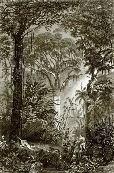 A Scene in the Brazilian Forest by English School