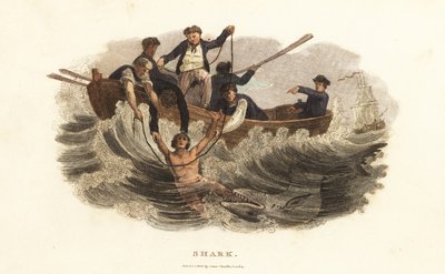A young man saved from a shark by boatmen in Havana harbor, Cuba by English School