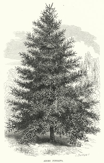 Abies Pinsapo by English School