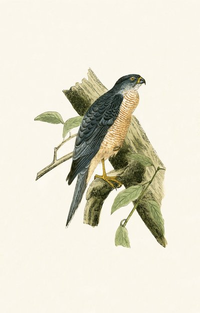 Accipiter Sphenurus, illustration from 