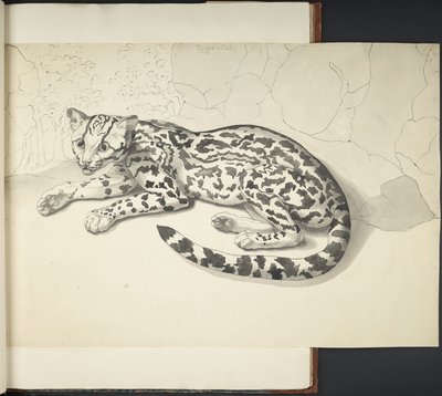 Tyger Cat, from 