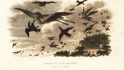 Aerial battle between herons and rooks for nesting rights near Daniel Wilson’s house Dallam Tower, Westmorland by English School