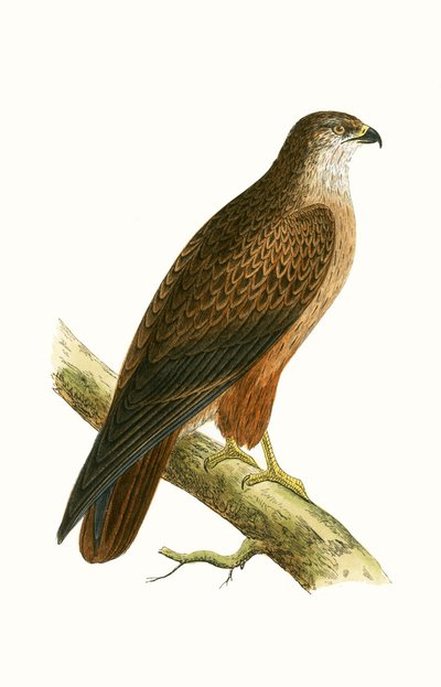 African Buzzard, illustration from 