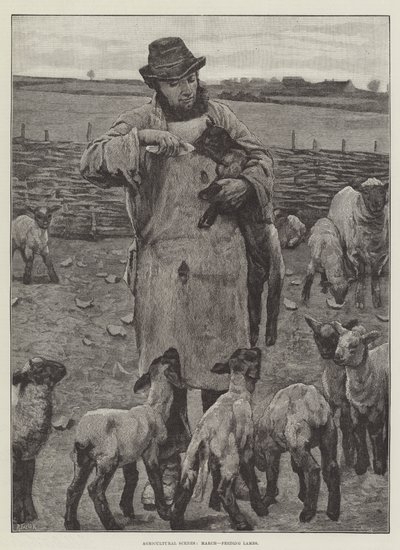 Agricultural Scenes, March, feeding Lambs by English School