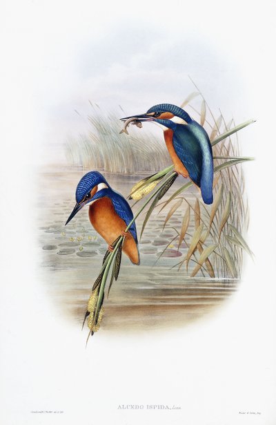 Common Kingfisher by English School