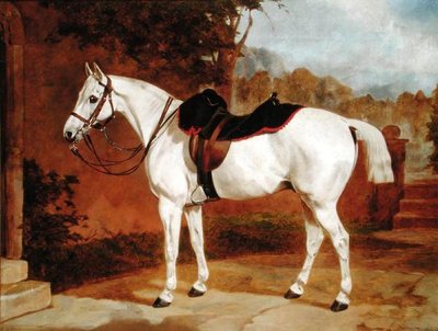 Ali, Portrait of a Horse by English School