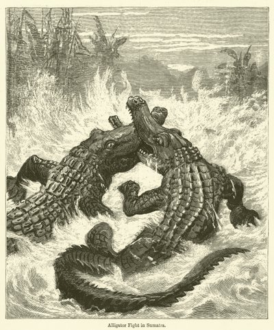 Alligator Fight in Sumatra by English School