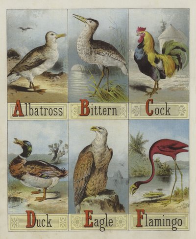 Alphabet of Birds by English School