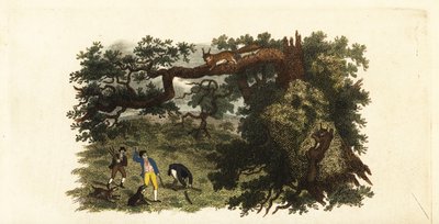 American settlers throwing sticks at grey squirrels in trees by English School