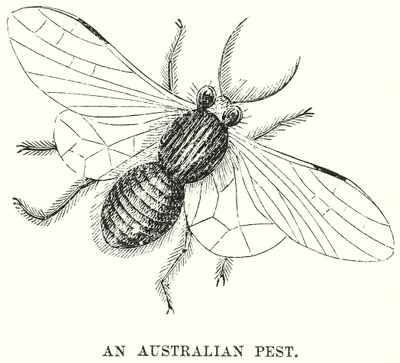 An Australian Pest by English School