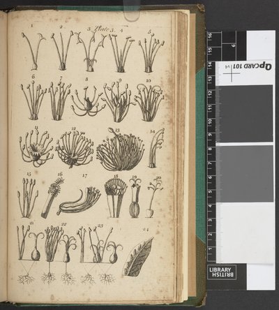 An Introduction to Botany, by Carl von Linné by English School