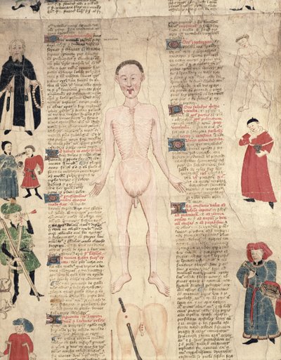 Anatomical diagram, from De arte phisicali e de cirugia by John Ardene by English School