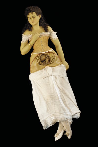 Anatomical Model of a Pregnant Woman by English School