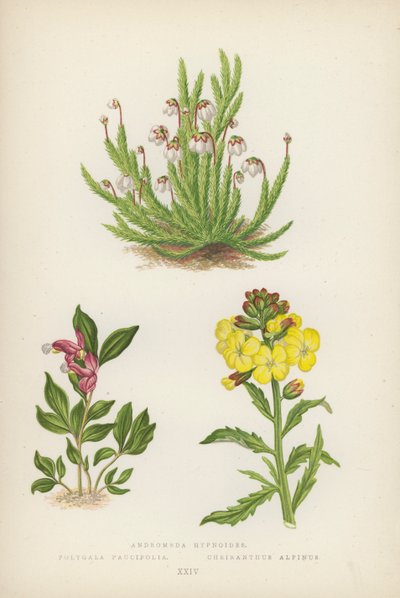 Andromeda Hypnoides; Polygala Paucifolia; Cheiranthus Alpinus by English School