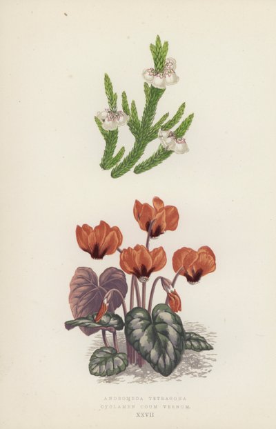 Andromeda Tetragona; Cyclamen Coum Vernum by English School