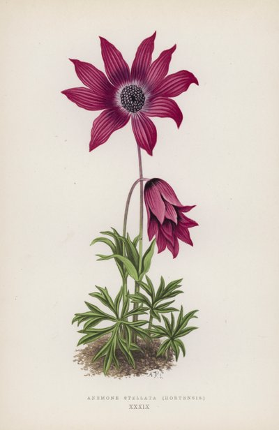 Anemone Stellata, Hortensis by English School