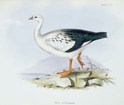 Anser Melanopterus, from The Zoology of the Voyage of H.M.S. Beagle, 1832-36 by Charles Darwin, 1840 by English School