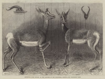 Antelopes from Soudan, in the Gardens of the Zoological Society by English School