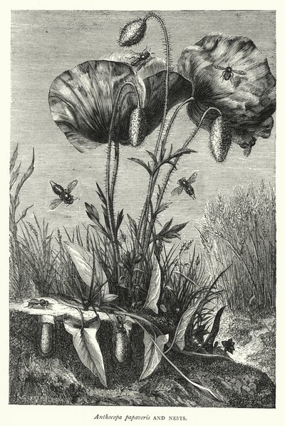 Anthocopa papaveris and Nests by English School