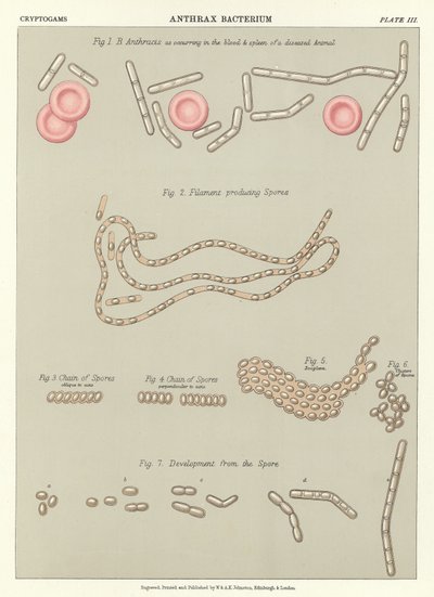 Anthrax Bacterium by English School