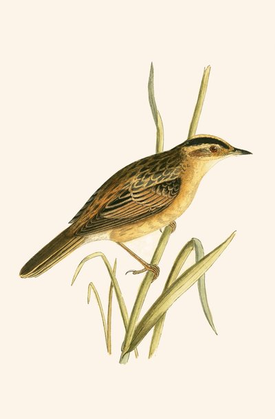Aquatic Warbler, illustration from 