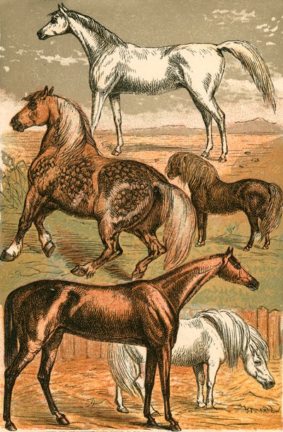 Arab Horse, Cart Horse, Race Horse, Shetland Pony and Pony by English School