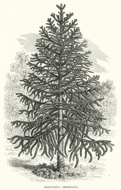 Araucaria Imbricata by English School