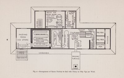 Arrangement of bacon factory to deal with thirty to fifty pigs per week by English School