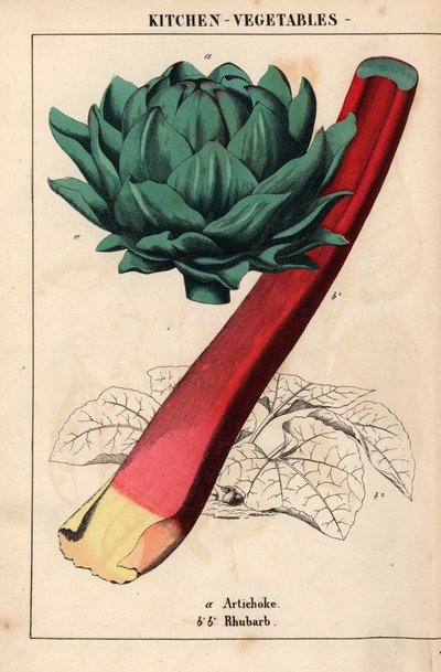Artichoke Heart and Crimson Rhubarb, from 