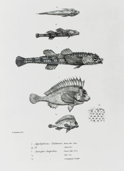 Aspidophorus Chiloensis and Agriopus Hispidus, Plate 7 from 