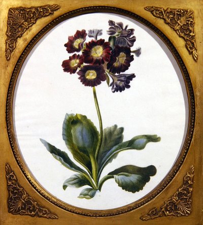 Auricula, c.1850 by English School