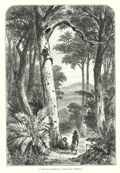 Australia: A Native Climbing a Tree for Opossum by English School