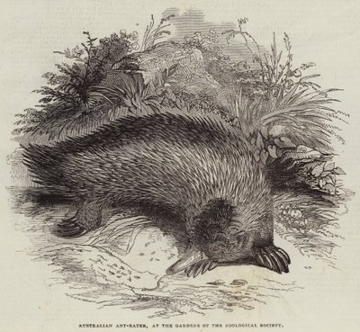 Australian Ant-Eater, at the Gardens of the Zoological Society by English School