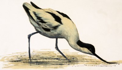 Avocet by English School