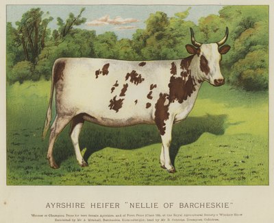 Ayrshire Heifer 