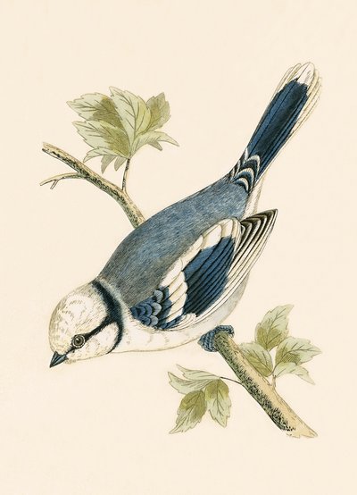 Azure Tit, illustration from 