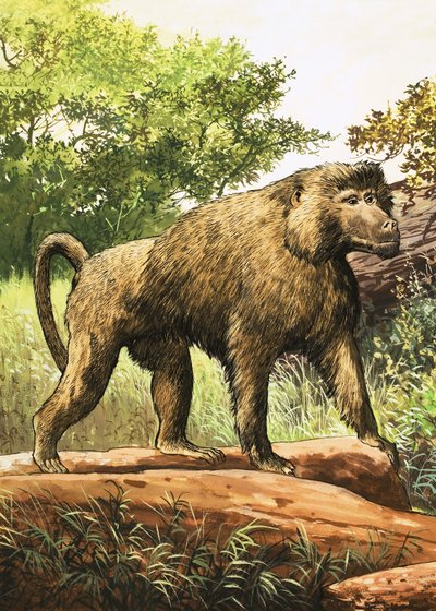 Baboon by English School