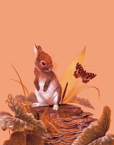 Baby Rabbit by English School