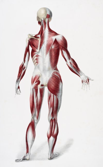 Back of the Male Human Body Showing Muscles, Sinews, and Bones, from The Vessels of the Human Body, edited by Jones Quain and William Wilson, published by Taylor and Watson, London in 1837 by English School