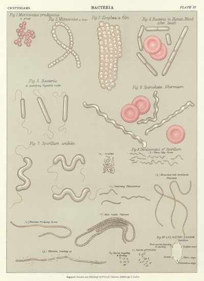 Bacteria by English School