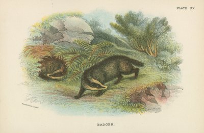 Badger by English School