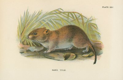 Bank Vole by English School