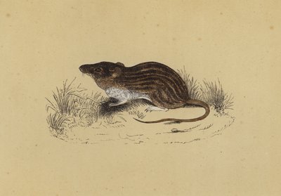 Barbary Mouse by English School