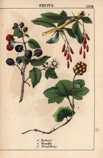 Barberry, Bramble and Cloud Berry Fruit, from 