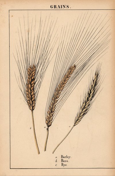 Barley, Bere and Rye Grass, from 