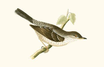 Barred Warbler (illustration from 