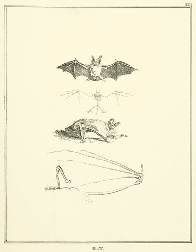 Bat by English School
