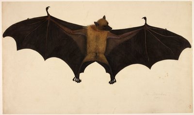 Bat, from the Francis Buchanan Collection, c.1804 by English School