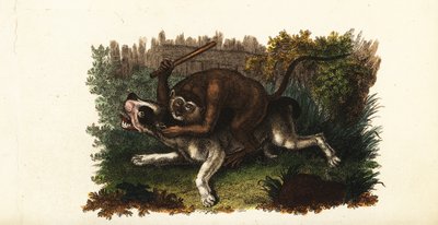 Battle Between a Bulldog and Jack, a Cingalese Monkey, in Worcester, England by English School